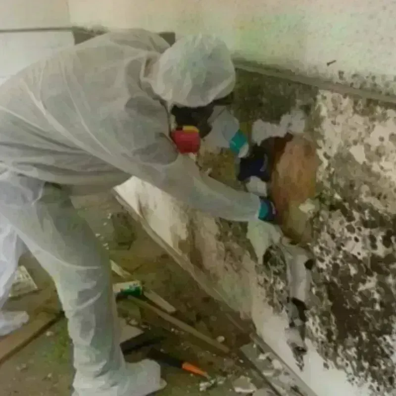 Mold Remediation and Removal in Montgomery Village, MD